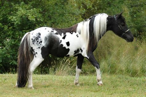 Pintaloosa Horse .